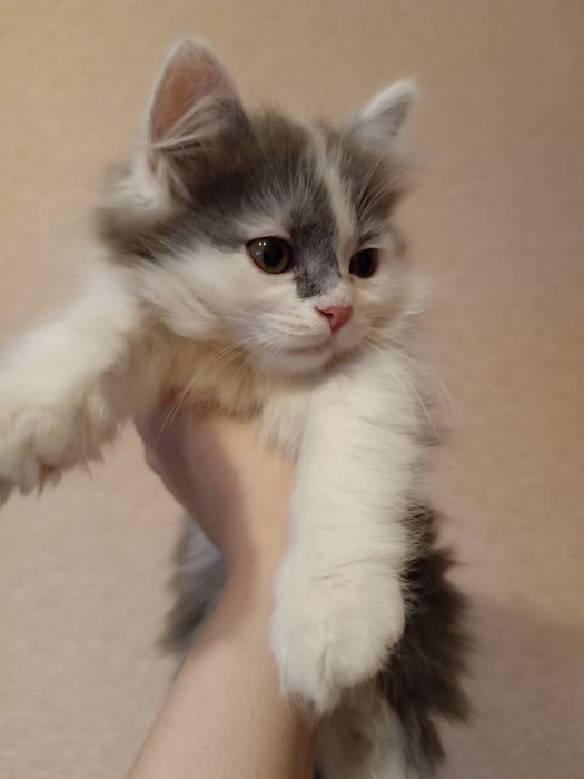 Плюшевая кошечка
