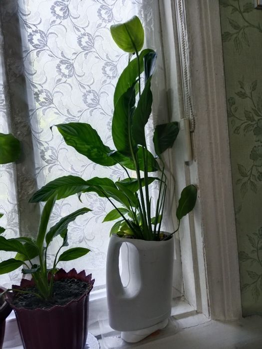 Продам цветы от 500 до 2500