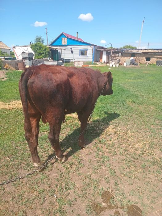 Продам быка.