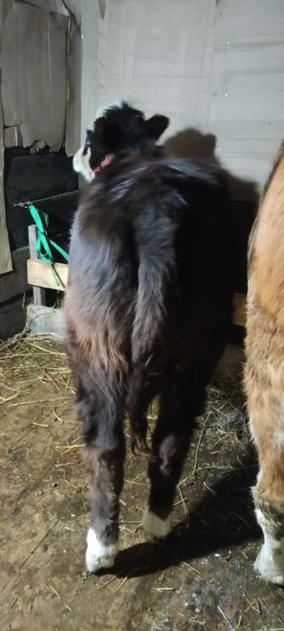 Торпак 10 айлык 420000