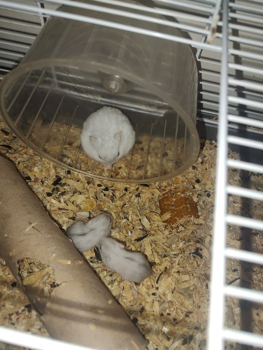 Vând pui hamster pitic