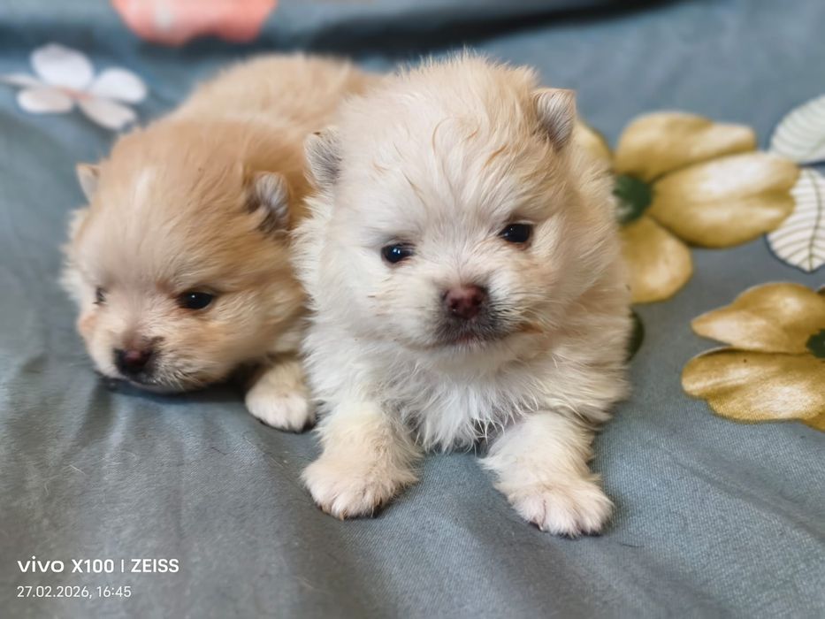 Очаровательные щенки шпица.