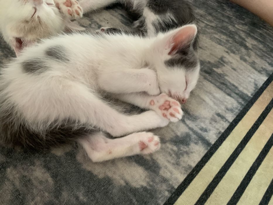 отдам котят в добрые руки