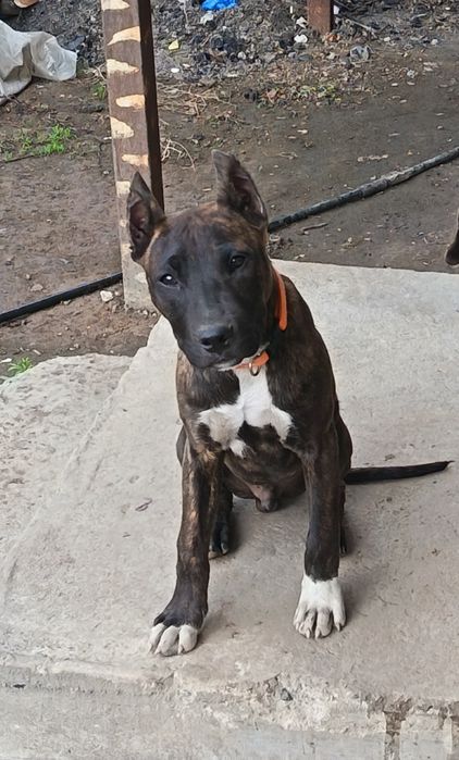 Украли щенка стаффорда