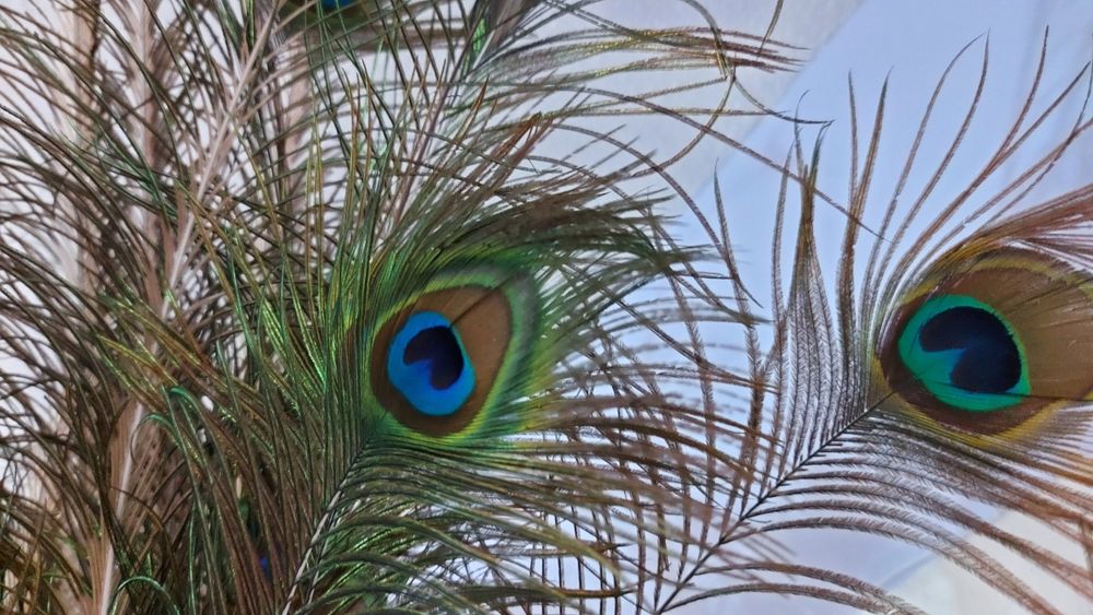 Перья Павлина настоящие