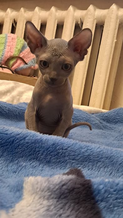 Продам котят канадский сфинкс