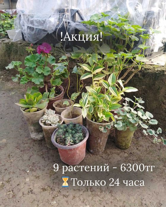 Набор цветов (9шт)