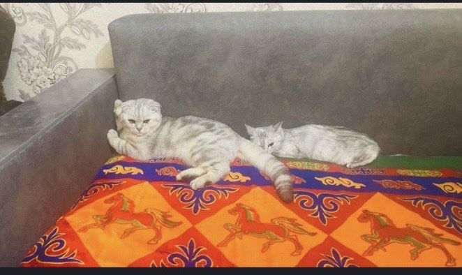 Котенок девочка!
