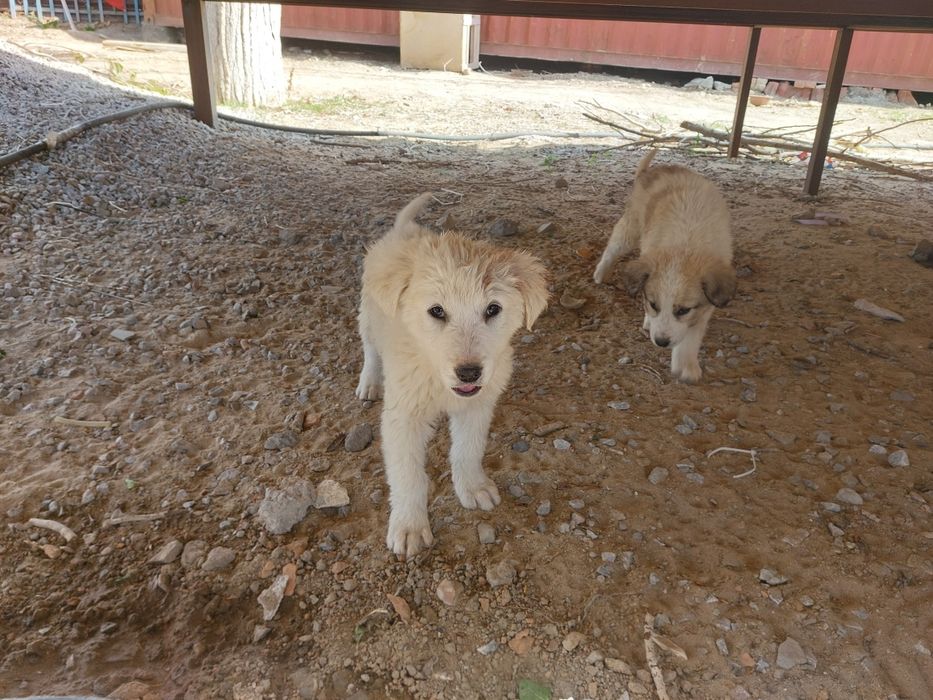 Дварняшка кушиктер