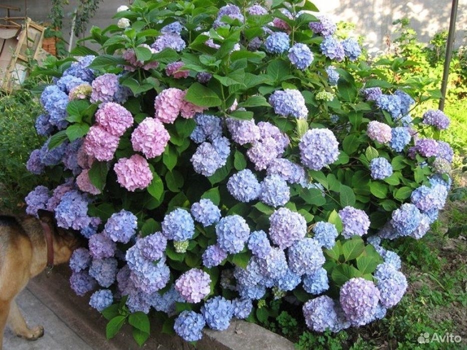 Яблони сливы груши смородина.