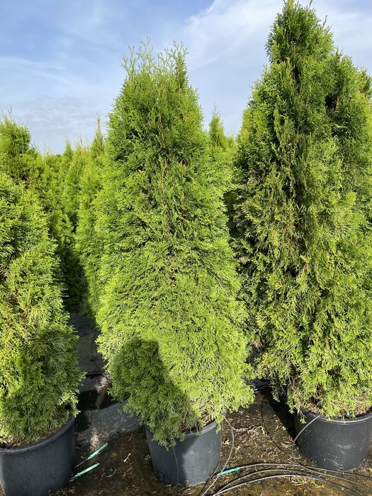 Продаю смарагда туя разные ростовке