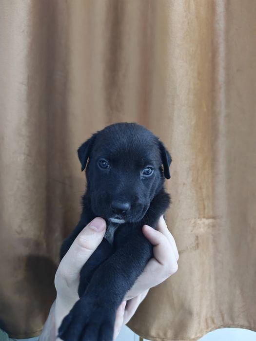 Продам щенков смесь питбуля