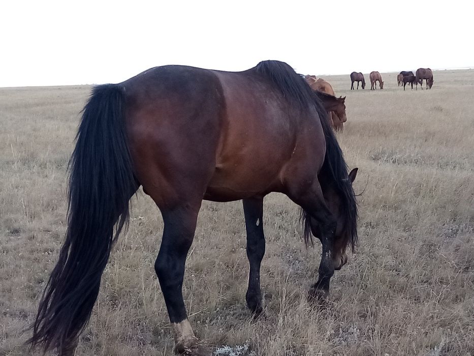 Продам жеребца 5.5 лет