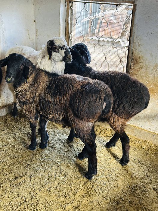 Семіз тоқты қойлар сатылады