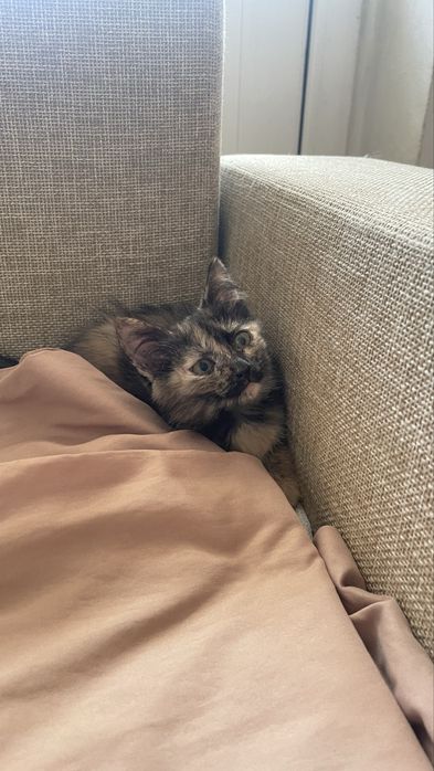 Котенок девочка