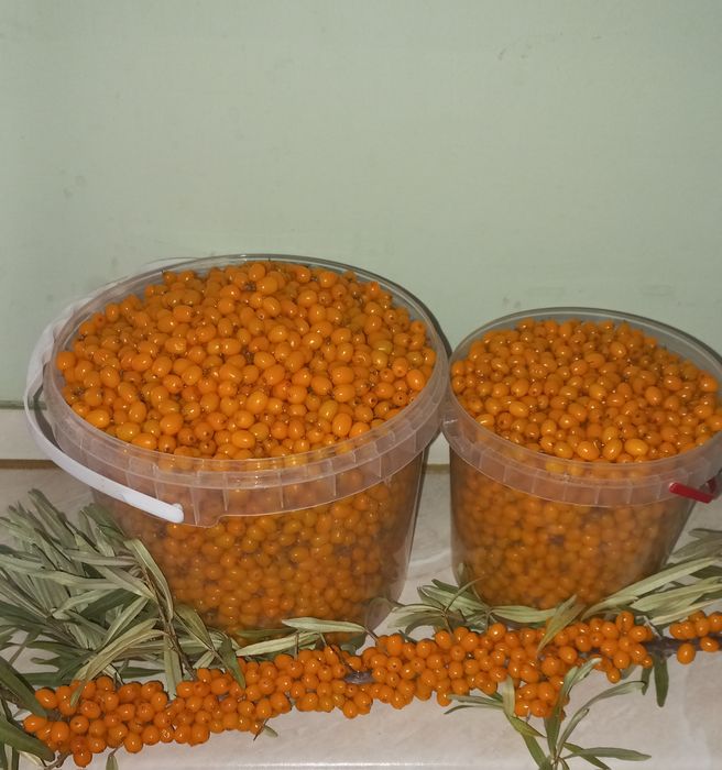 Продам облепиху дачную