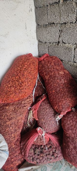 Olma qoqi, shaftoli qoqi, oʻrik qoqi sotiladi