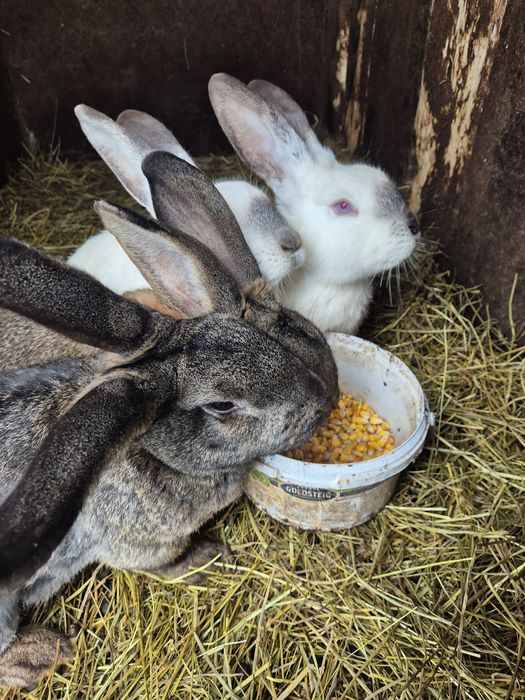 Iepuri de  casa 1 an jumătate