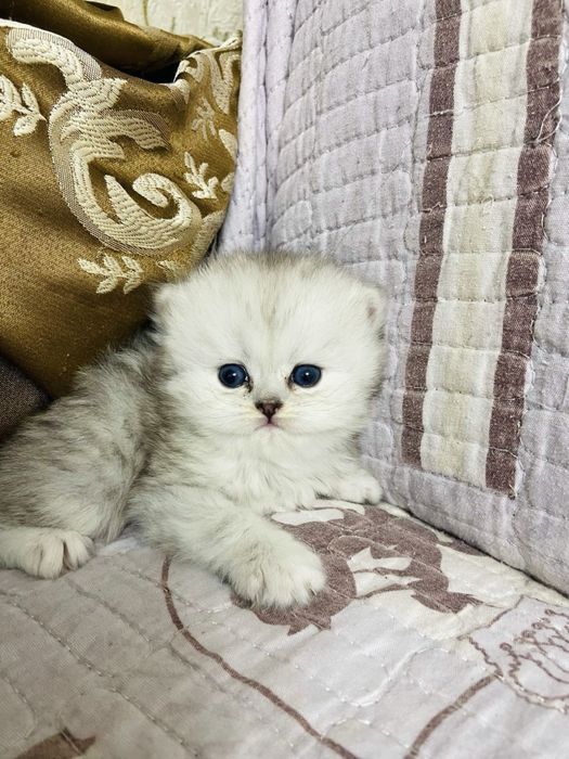 Британские шиншиллы чистокровные