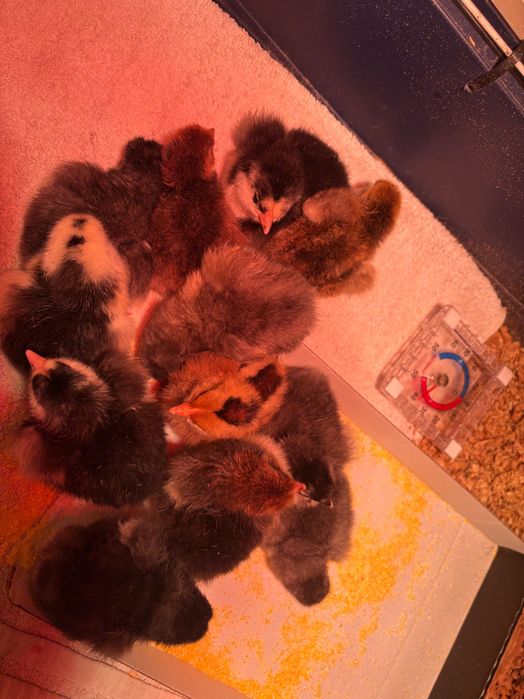 Pui de găina australop și Wyandotte