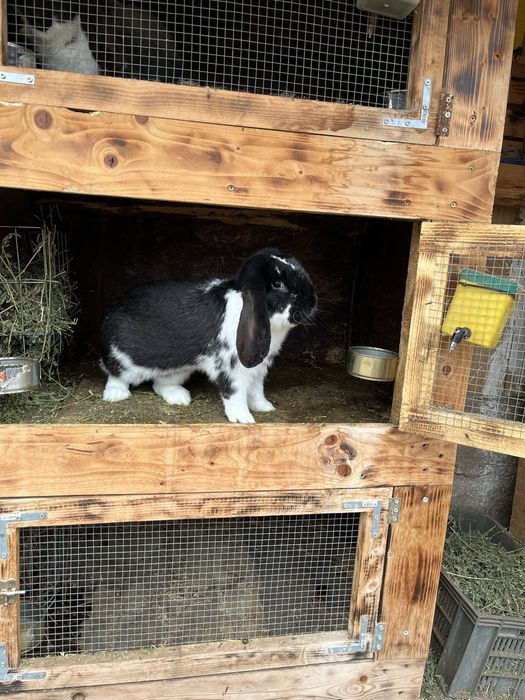 Iepuri berbec german