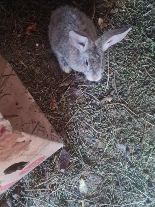 Продаются крольчата недорого.