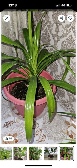 комнатные цветы по 5 тыс