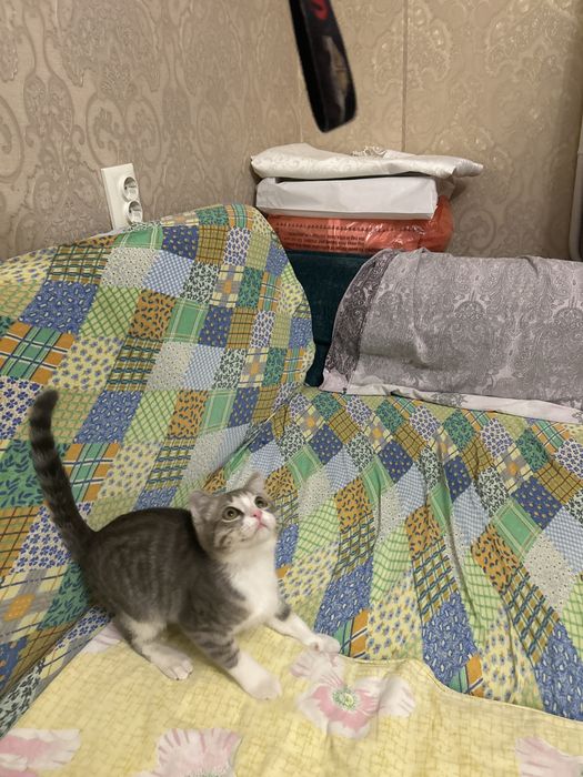 Кот, мальчик! В хорошие руки