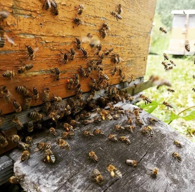 Мёд ВКО, чистый мед 100%