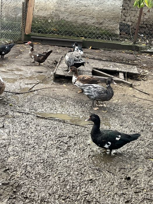 Rate lesesti colorate / mute