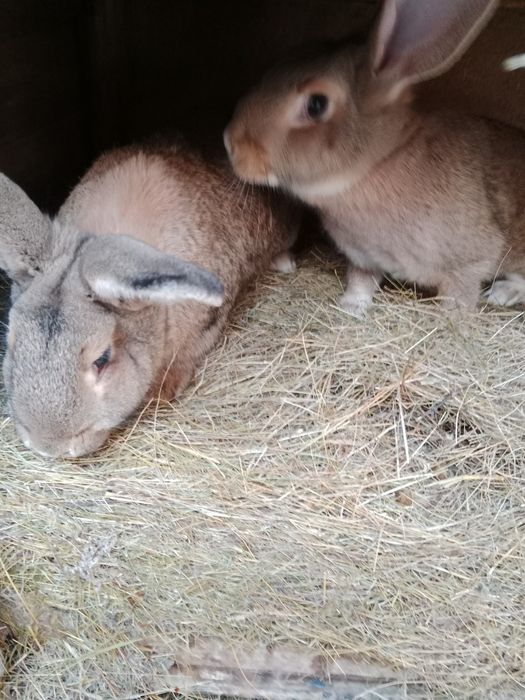 Кролики на развод