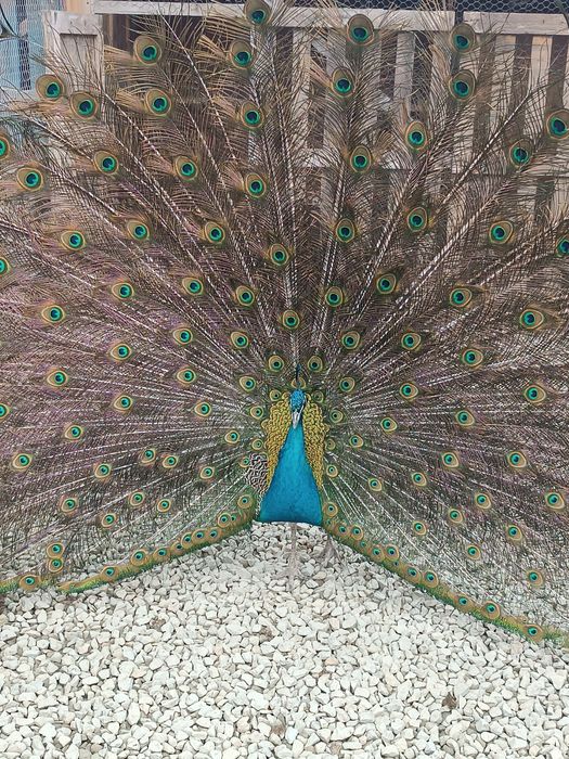 Familie pauni standard