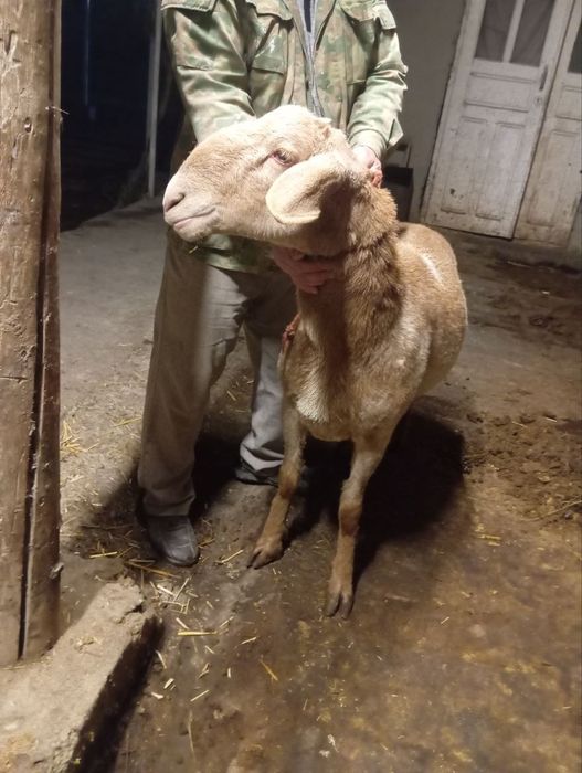 Quchqor arashan 1 yoshar