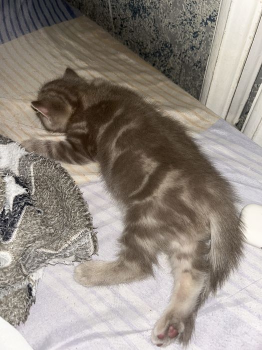 Продам котенка Скотиш Страйт