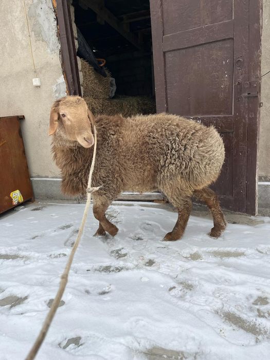 Семіз қойлар тоқтылар