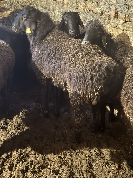 Кой ,кошкар сатылады