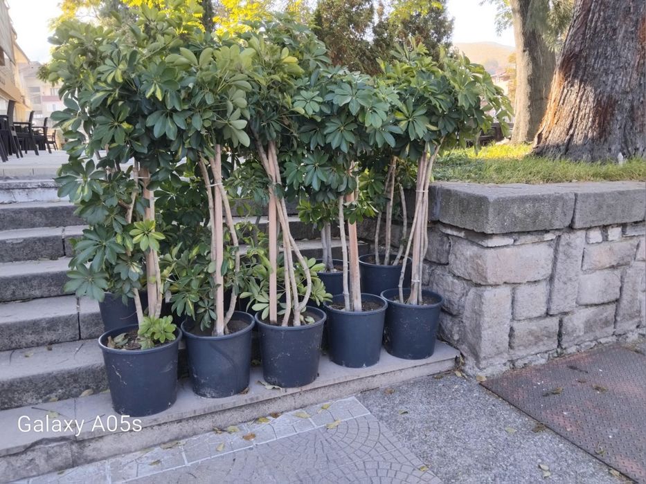 Продавам Шефлера / Schefflera 10 годишна, 170 см. височина, 10 броя