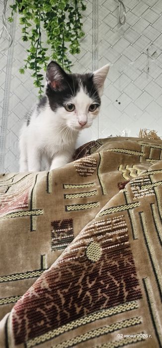 Отдам котенка в хорошие руки