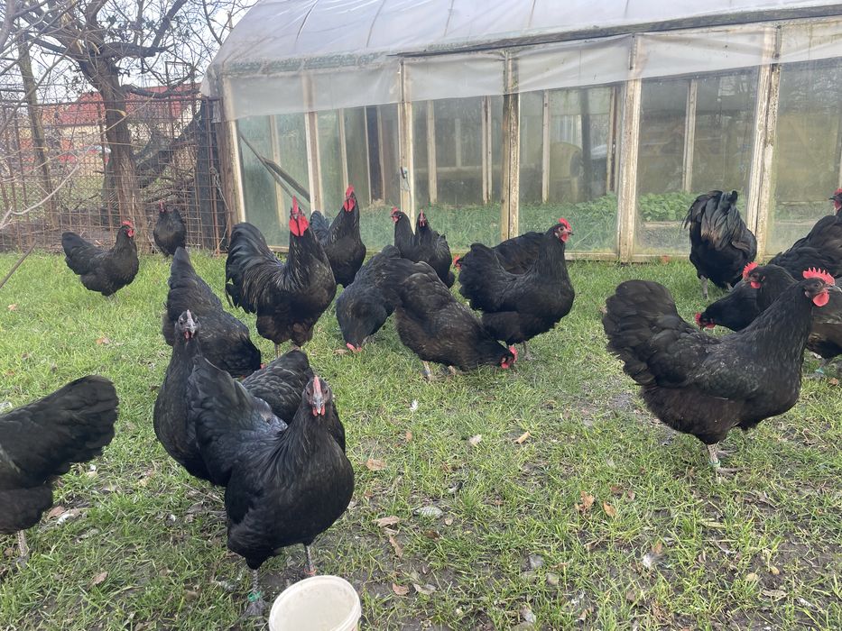 Oua incubat Australorp negru
