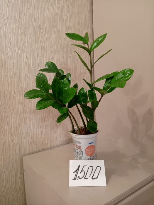 Декоративные комнатные цветы