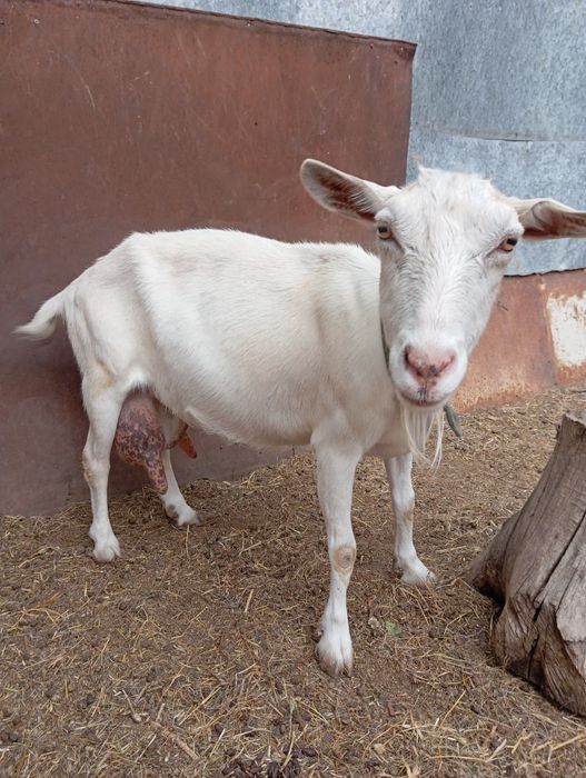 Продам дойную козу