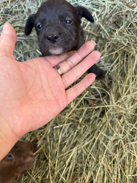 Отдам бесплатно щенят в хорошие руки.