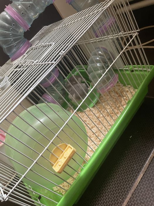 Hamsteri pitici cu cusca