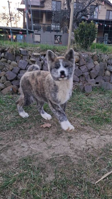 Dau doi catelusi spre adopție