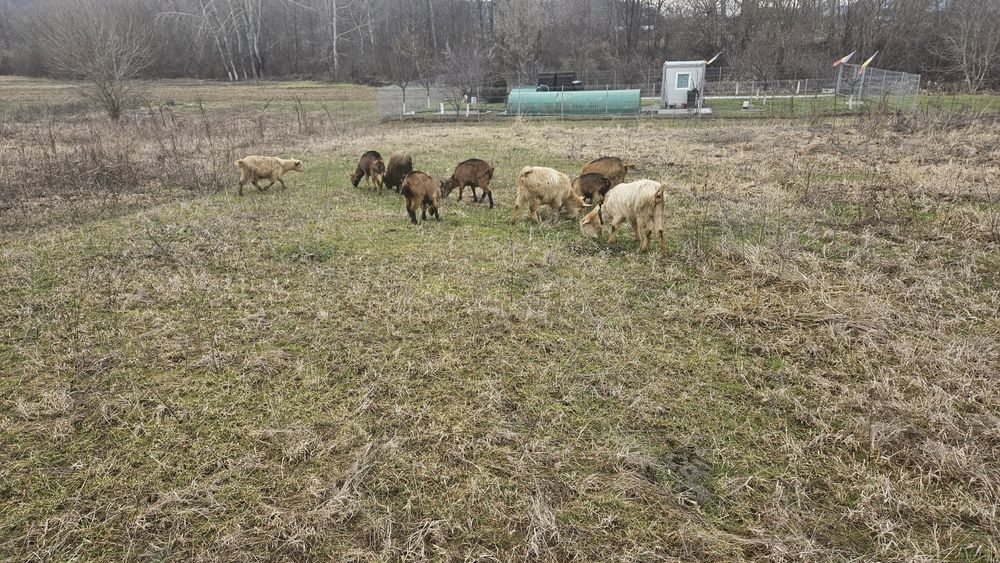 Vând  4 capre la a doua fatare,4 iede la prima fatare si una nu are !