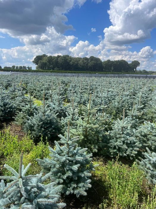 Голубая ель (Европа) Родной Коми билан сотилади!