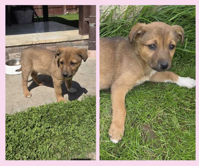Cățeluși pentru adopție, vaccinați si deparazitați