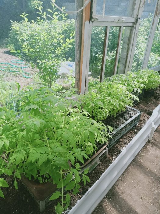 Продам рассаду помидор