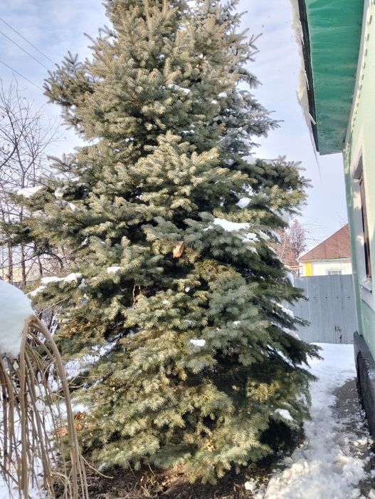 Продам ели голубой и зелёный