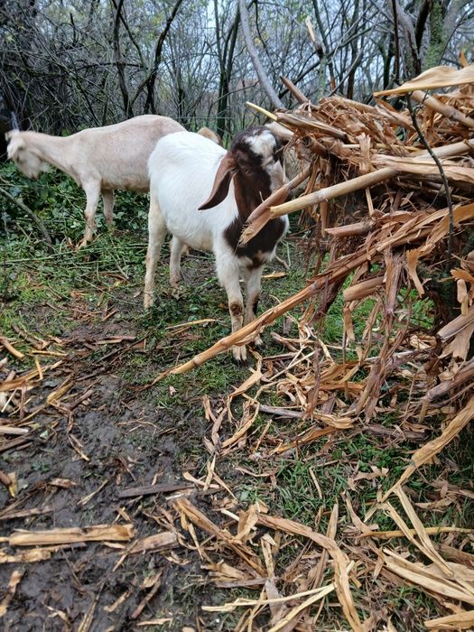 Vând țap de 11 luni